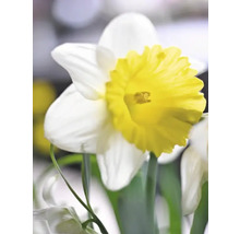 Prim-plan cu o floare de narcisă cu petale albe și o coroană galbenă