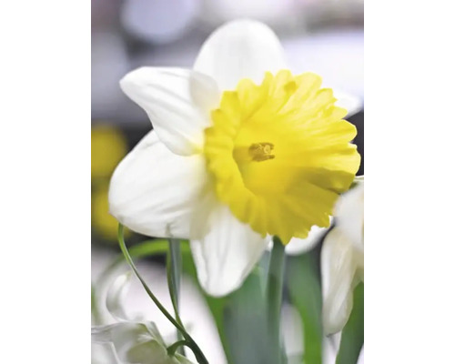 Prim-plan cu o floare de narcisă cu petale albe și o coroană galbenă