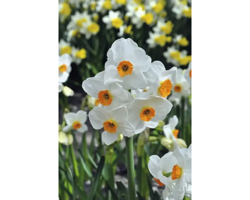 Prim-plan cu narcise înflorite cu petale albe și centru portocaliu.