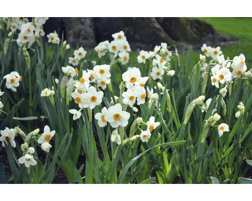 Câmp cu narcise înflorite în grădină