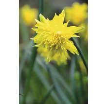 Floare galbenă de narcisă bătută în prim-plan.