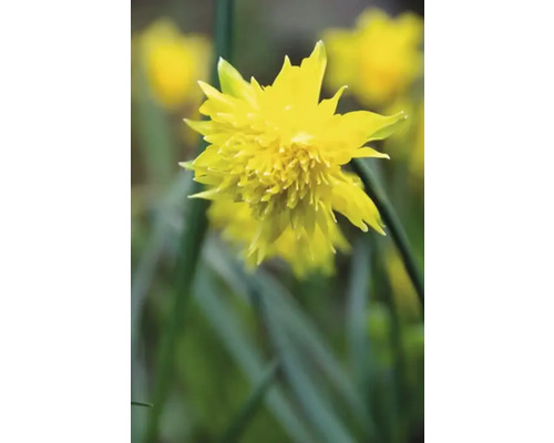 Floare galbenă de narcisă bătută în prim-plan.