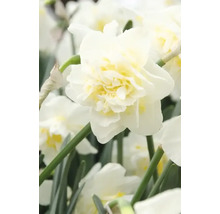 Prim-plan cu o floare albă de narcis dublu