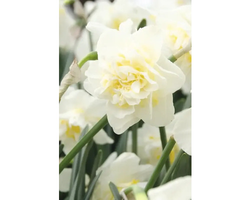 Prim-plan cu o floare albă de narcis dublu