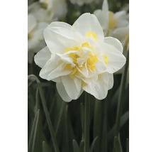Floare de narcisă bătută cu petale albe și centru galben