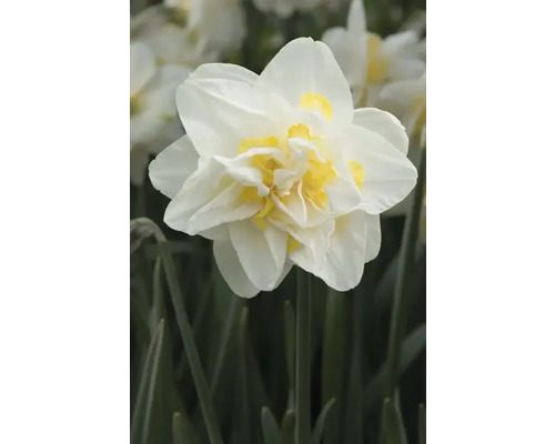 Floare de narcisă bătută cu petale albe și centru galben
