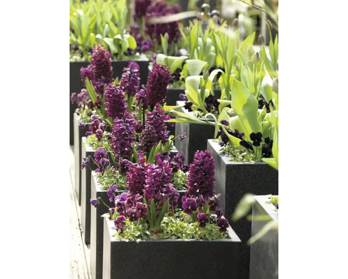 Rând de jardiniere pătrate cu zambile și alte flori de primăvară