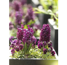 Prim-plan cu zambile și violete într-o jardinieră.