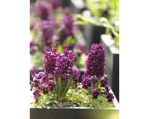 Prim-plan cu zambile și violete într-o jardinieră.