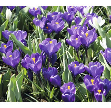 Prim-plan cu crocuși într-un strat de grădină