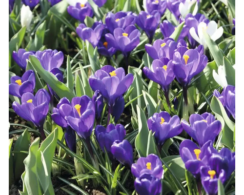 Prim-plan cu crocuși într-un strat de grădină
