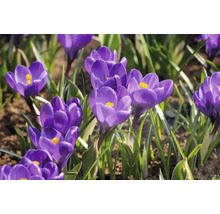 Prim-plan cu crocuși înfloriți în grădină