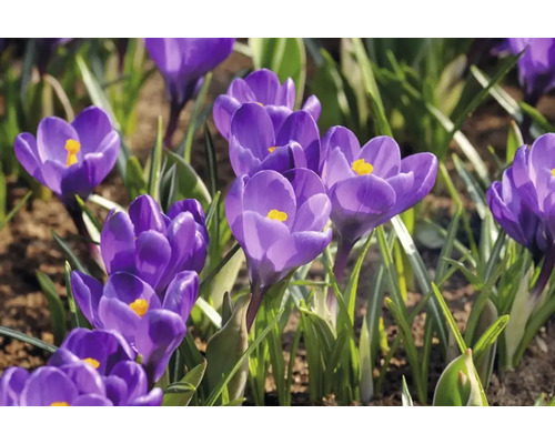 Prim-plan cu crocuși înfloriți în grădină