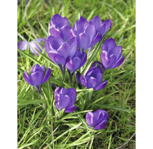 Crocus înfloriți în iarbă