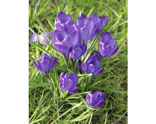 Crocus înfloriți în iarbă