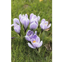 Prim-plan cu crocuși în iarbă