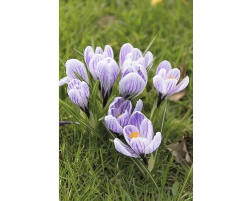 Prim-plan cu crocuși în iarbă