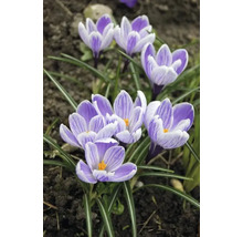 Prim-plan cu crocuși într-o grădină.