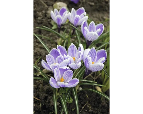 Prim-plan cu crocuși într-o grădină.