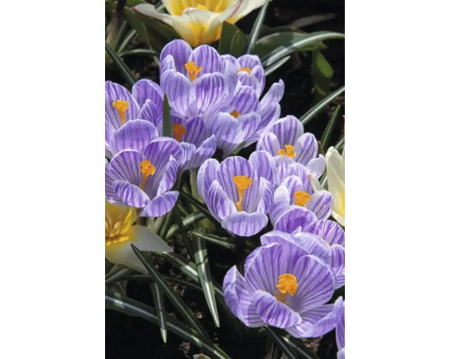 Prim-plan cu crocuși dungați cu stamine galbene
