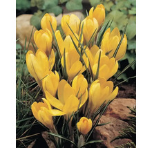 Crocus galbeni în grădina cu flori