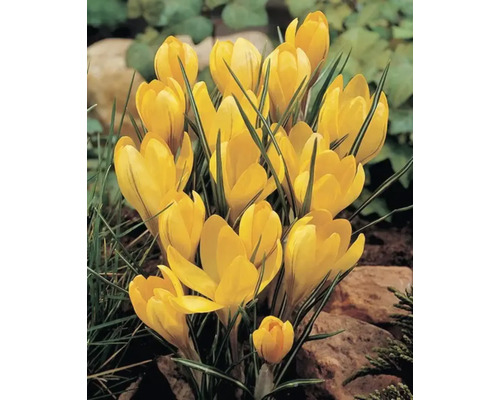Crocus galbeni în grădina cu flori