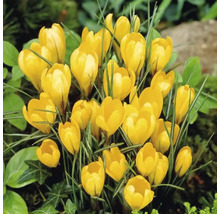 Crocus galbeni în stratul de grădină