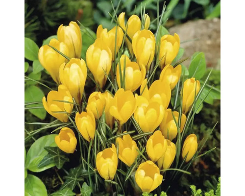 Crocus galbeni în stratul de grădină