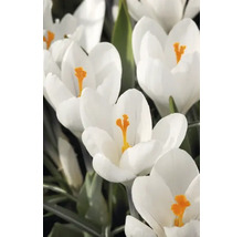 Prim-plan cu crocuși albi cu pistil galben