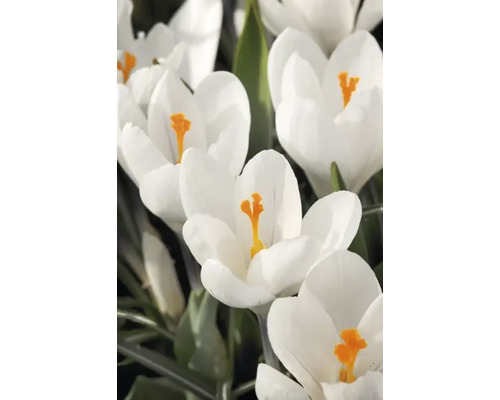 Prim-plan cu crocuși albi cu pistil galben
