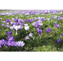 Câmp cu crocuși