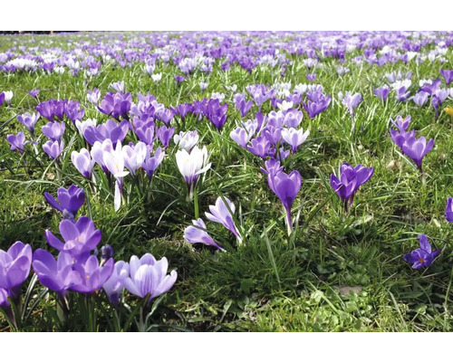 Câmp cu crocuși