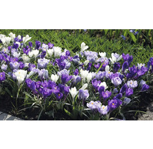 Strat de flori cu crocusuri