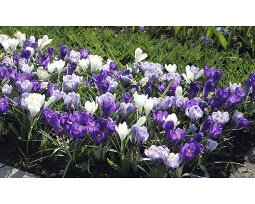 Strat de flori cu crocusuri