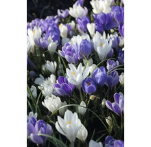 Câmp cu crocuși în diferite culori