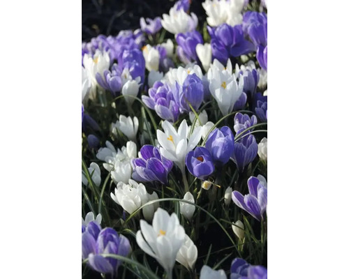 Câmp cu crocuși în diferite culori