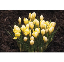 Crocus galbeni în pământ de grădină