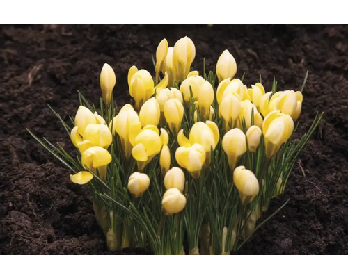 Crocus galbeni în pământ de grădină
