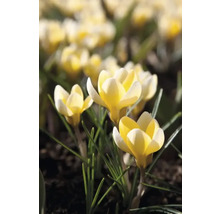 Crocusi galbeni în grădină