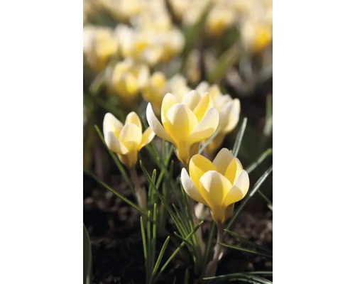 Crocusi galbeni în grădină