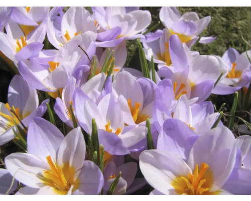 Prim-plan cu crocus