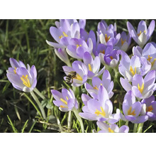 Prim-plan cu crocuși și o albină