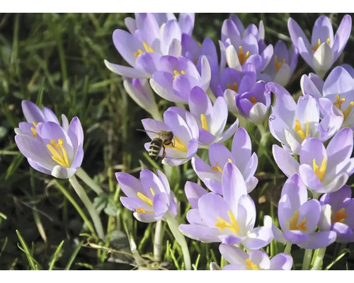 Prim-plan cu crocuși și o albină