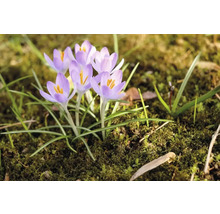 Flori de crocus în grădină