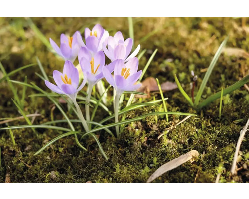 Flori de crocus în grădină