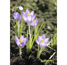 Crocusi într-o grădină