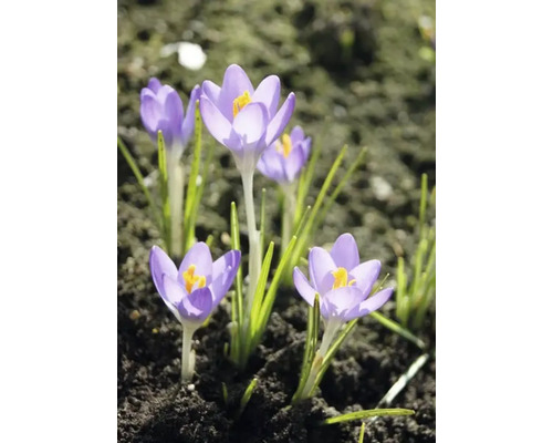 Crocusi într-o grădină