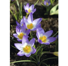 Prim-plan cu crocuși într-un strat de grădină