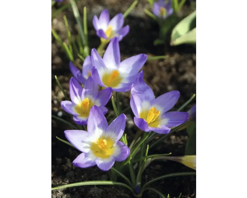 Prim-plan cu crocuși într-un strat de grădină