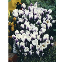 Grup de crocuși cu flori albe și violete în grădină.